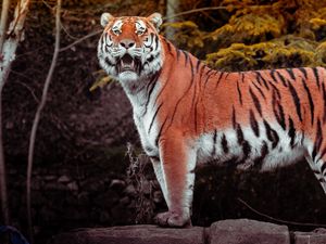 Preview wallpaper tiger, animal, big cat, predator, brown, wild