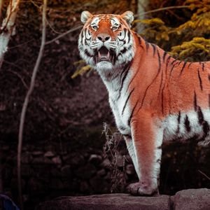 Preview wallpaper tiger, animal, big cat, predator, brown, wild