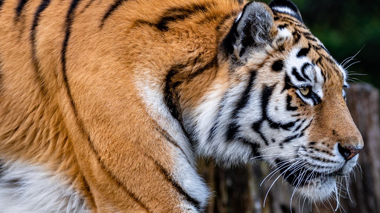 Wallpaper tiger, animal, big cat, brown, wildlife