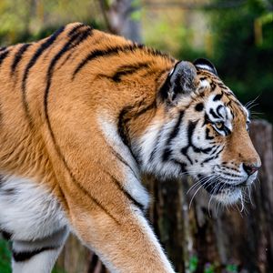Preview wallpaper tiger, animal, big cat, brown, wildlife