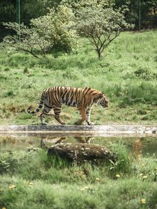 Preview wallpaper tiger, animal, big cat, predator