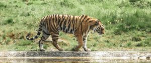 Preview wallpaper tiger, animal, big cat, predator