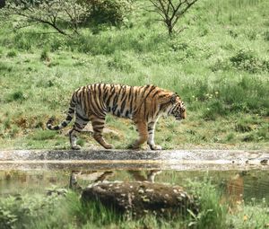 Preview wallpaper tiger, animal, big cat, predator