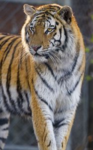 Preview wallpaper tiger, animal, big cat, glance
