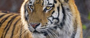 Preview wallpaper tiger, animal, big cat, glance