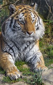 Preview wallpaper tiger, animal, big cat, predator, wild