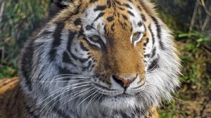 Preview wallpaper tiger, animal, big cat, predator, wild