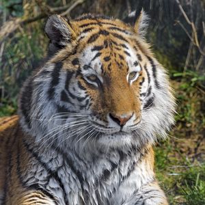Preview wallpaper tiger, animal, big cat, predator, wild