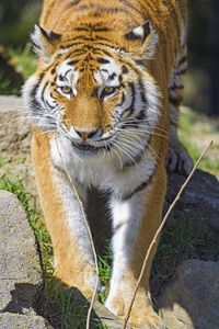 Preview wallpaper tiger, animal, big cat, predator, wildlife