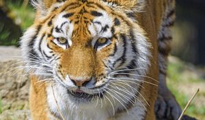 Preview wallpaper tiger, animal, big cat, predator, wildlife