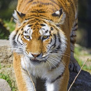 Preview wallpaper tiger, animal, big cat, predator, wildlife