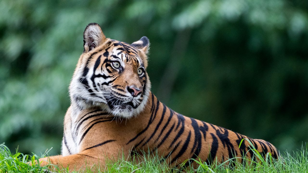 Wallpaper tiger, animal, big cat hd, picture, image