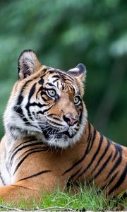 Preview wallpaper tiger, animal, big cat
