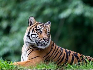 Preview wallpaper tiger, animal, big cat