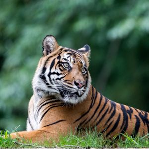 Preview wallpaper tiger, animal, big cat