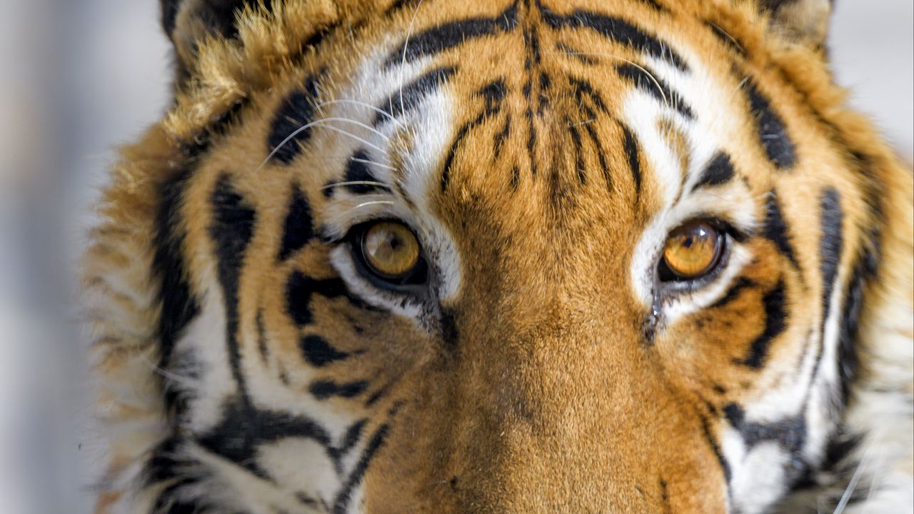 Wallpaper tiger, animal, glance, predator