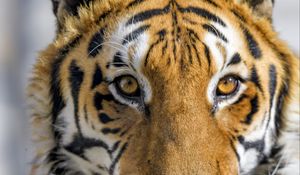 Preview wallpaper tiger, animal, glance, predator