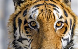 Preview wallpaper tiger, animal, glance, predator