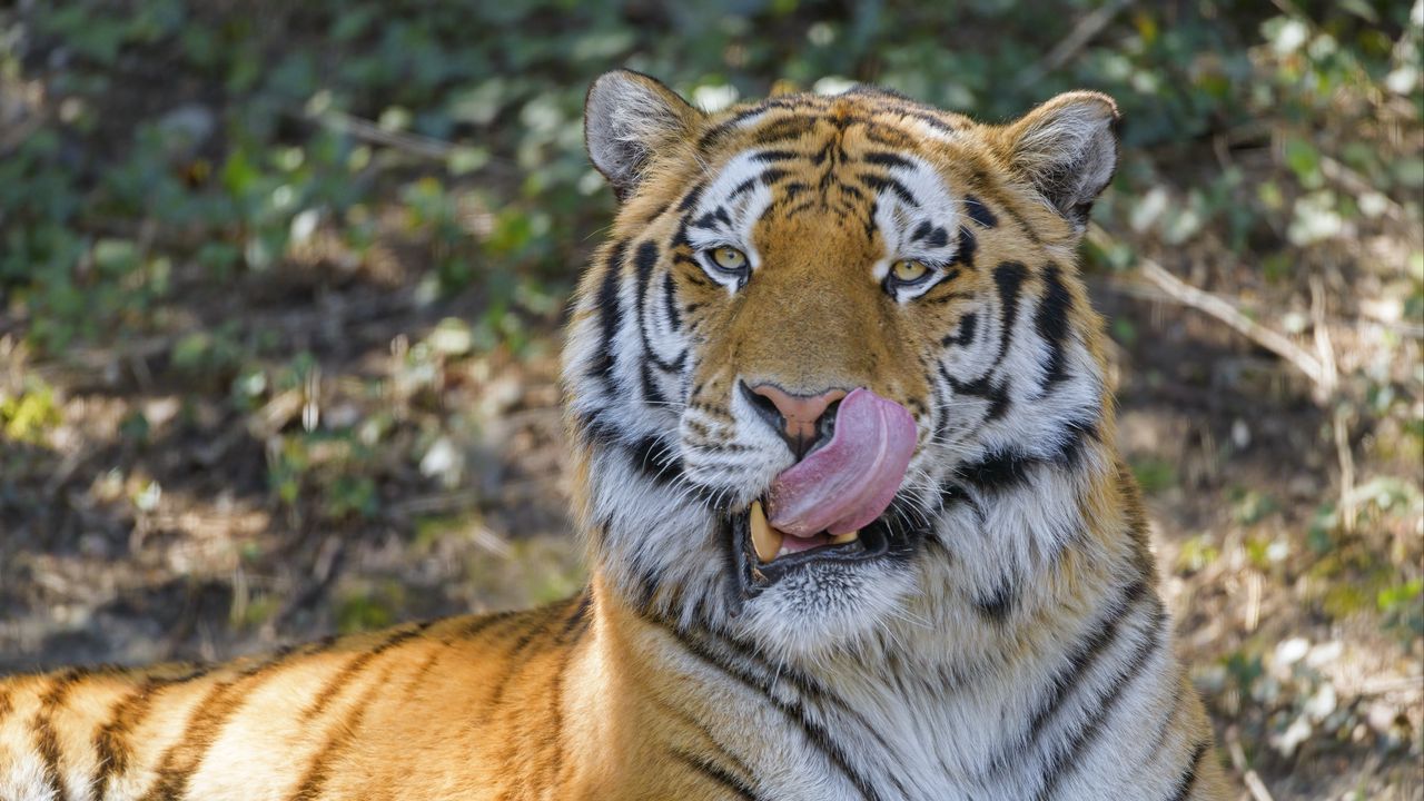 Wallpaper tiger, animal, glance, protruding tongue, big cat
