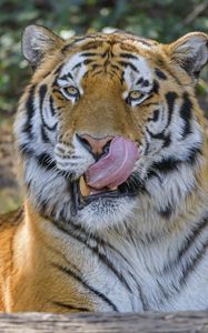Preview wallpaper tiger, animal, glance, protruding tongue, big cat