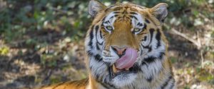 Preview wallpaper tiger, animal, glance, protruding tongue, big cat