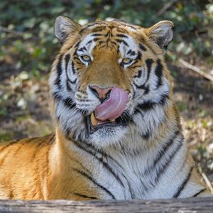 Preview wallpaper tiger, animal, glance, protruding tongue, big cat