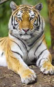 Preview wallpaper tiger, animal, glance, predator, big cat