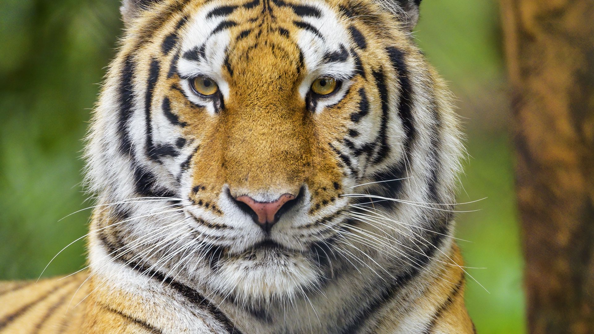 Download wallpaper 1920x1080 tiger, animal, glance, predator, big cat ...