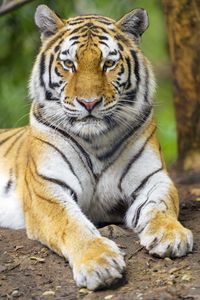 Preview wallpaper tiger, animal, glance, predator, big cat