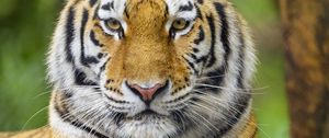 Preview wallpaper tiger, animal, glance, predator, big cat