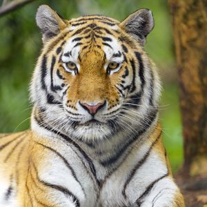 Preview wallpaper tiger, animal, glance, predator, big cat