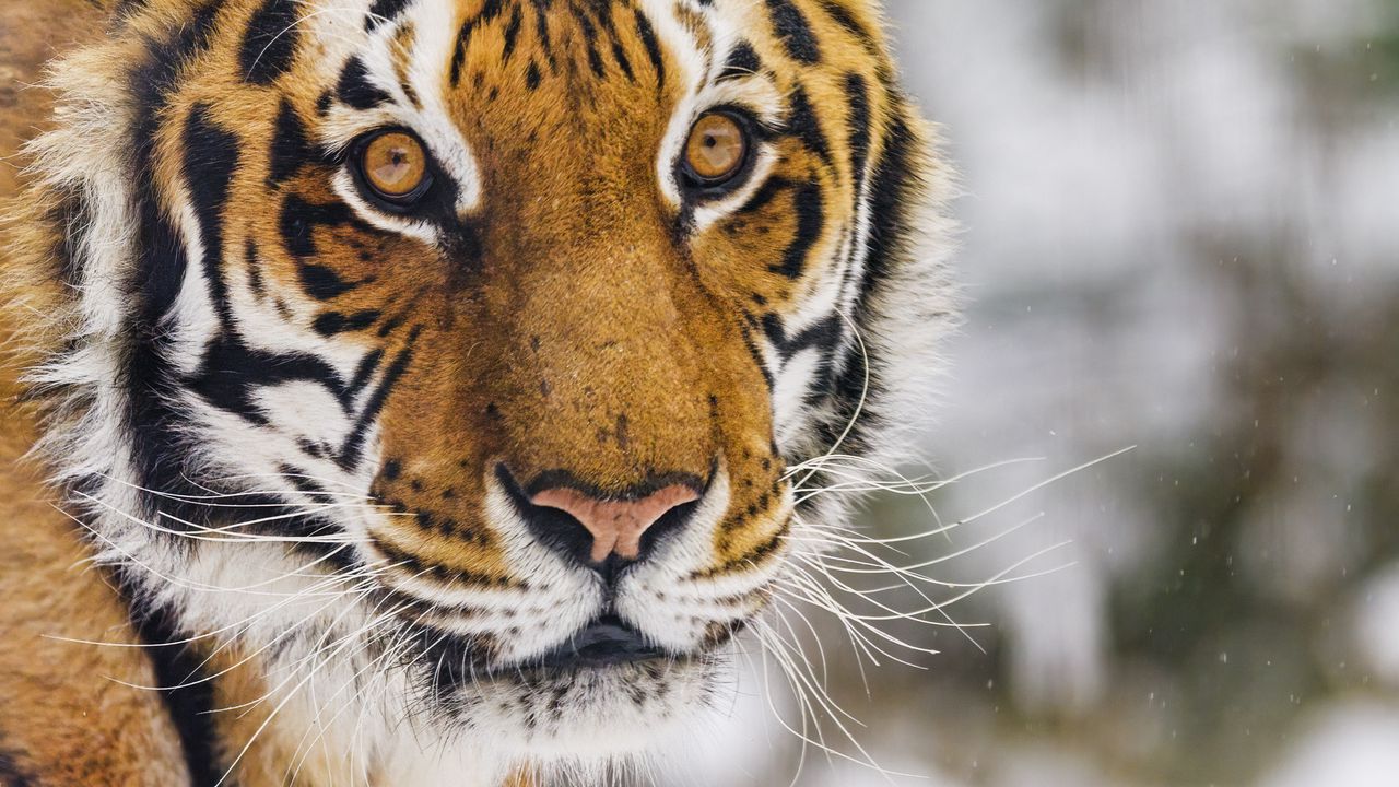 Wallpaper tiger, animal, glance, predator, snow, winter
