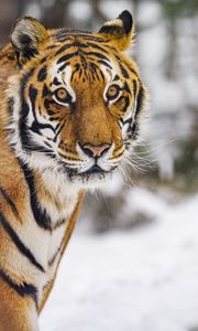 Preview wallpaper tiger, animal, glance, predator, snow, winter