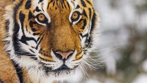 Preview wallpaper tiger, animal, glance, predator, snow, winter