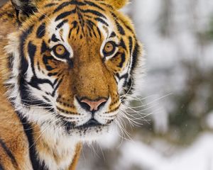 Preview wallpaper tiger, animal, glance, predator, snow, winter