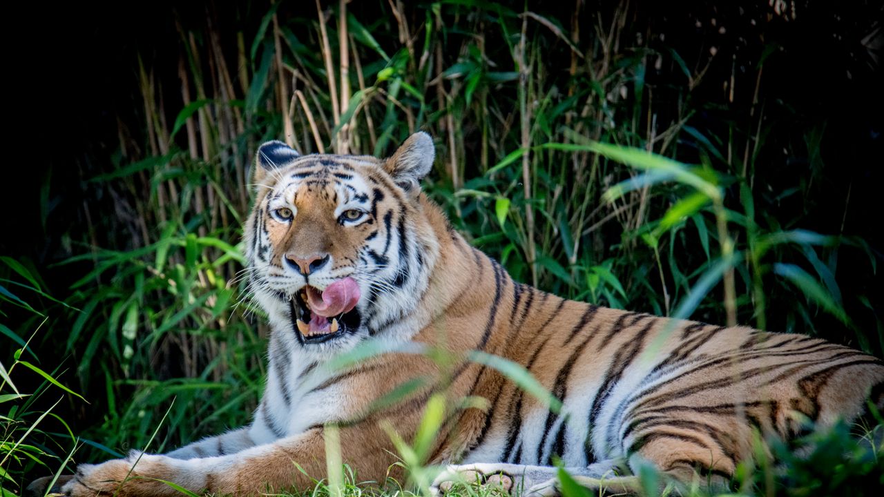 Wallpaper tiger, animal, grasses, predator, big cat