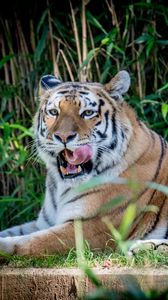 Preview wallpaper tiger, animal, grasses, predator, big cat