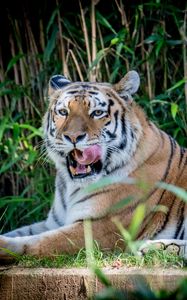 Preview wallpaper tiger, animal, grasses, predator, big cat