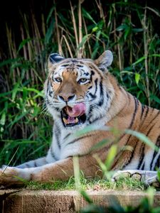 Preview wallpaper tiger, animal, grasses, predator, big cat
