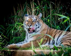 Preview wallpaper tiger, animal, grasses, predator, big cat