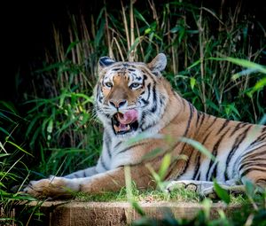 Preview wallpaper tiger, animal, grasses, predator, big cat