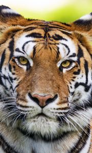 Preview wallpaper tiger, animal, head, predator, big cat