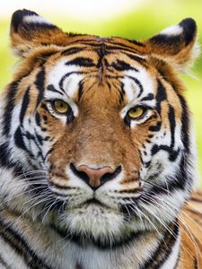 Preview wallpaper tiger, animal, head, predator, big cat