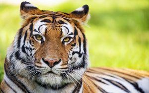 Preview wallpaper tiger, animal, head, predator, big cat