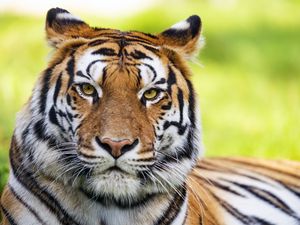 Preview wallpaper tiger, animal, head, predator, big cat