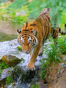 Preview wallpaper tiger, animal, predator, big cat, striped, stream