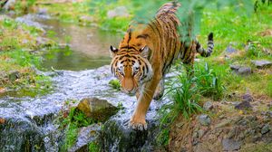 Preview wallpaper tiger, animal, predator, big cat, striped, stream