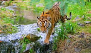 Preview wallpaper tiger, animal, predator, big cat, striped, stream