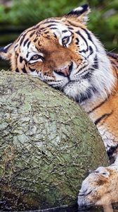 Preview wallpaper tiger, animal, predator, ball, water, rest, glance