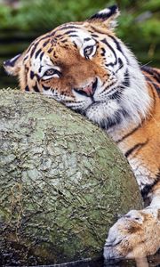 Preview wallpaper tiger, animal, predator, ball, water, rest, glance
